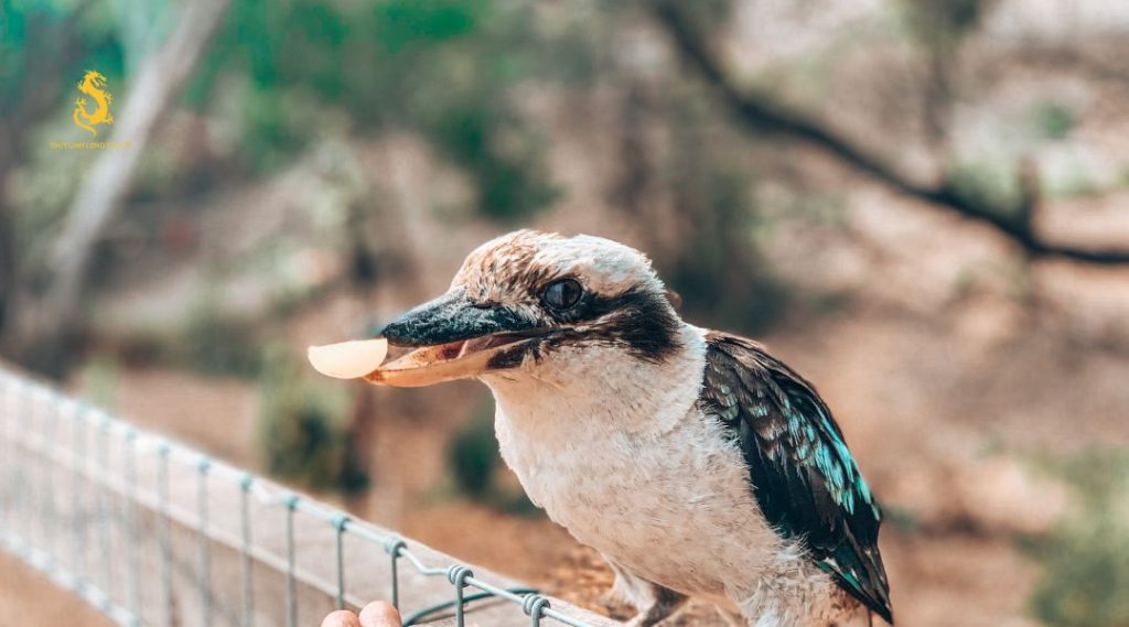 Chim ị lên cổng nhà có phải mang điều xui không?