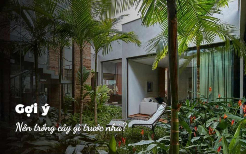 Nên trồng cây gì trước nhà?