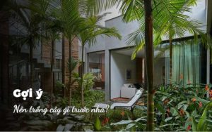 Nên trồng cây gì trước nhà?