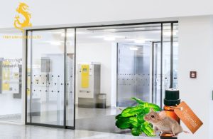 Dùng tinh dầu bạc hà