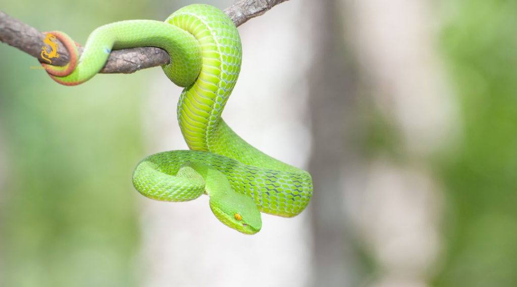 Nên lưu ý khi những loài rắn độc bò vào nhà