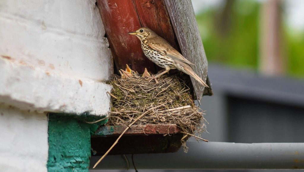 chim làm tổ ở cổng nhà