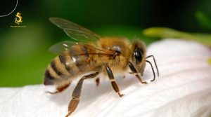 Ong mật tượng trưng cho tình yêu bền chặt và hạnh phúc gia đình