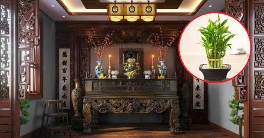 Tận dụng cây xanh