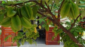 Trước cổng nhà nên trồng cây ăn quả gì? Top 5 cây ăn quả ưa chuộng